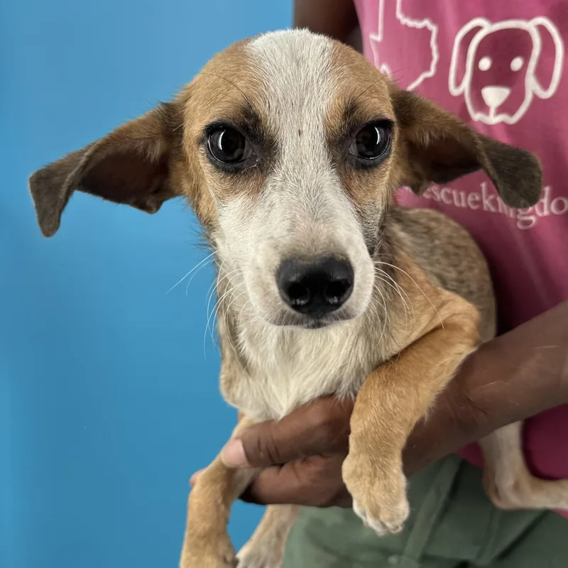 A young small-sized female Yellow / Tan / Blond / Fawn Chihuahua dog named Crystal  Local August for adoption in Brookshire, TX