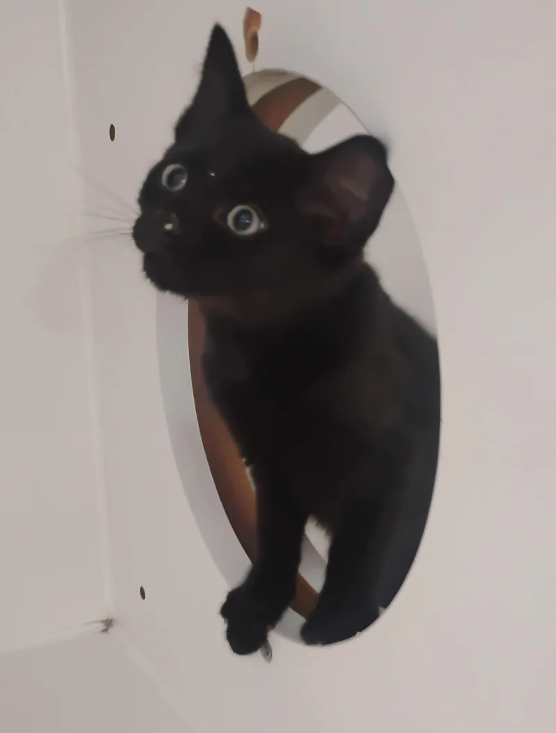 A baby medium-sized female Black Domestic Short Hair cat named Spot for adoption in Springfield, MA