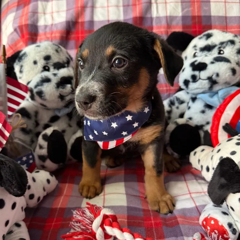 A baby medium-sized female Black Shepherd dog named Wildfire for adoption in Normal, IL