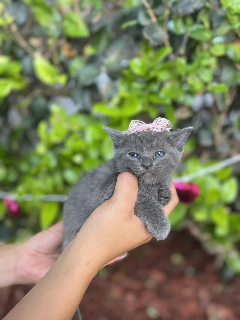 A baby small-sized female Russian Blue cat named Tate for adoption in South El Monte, CA