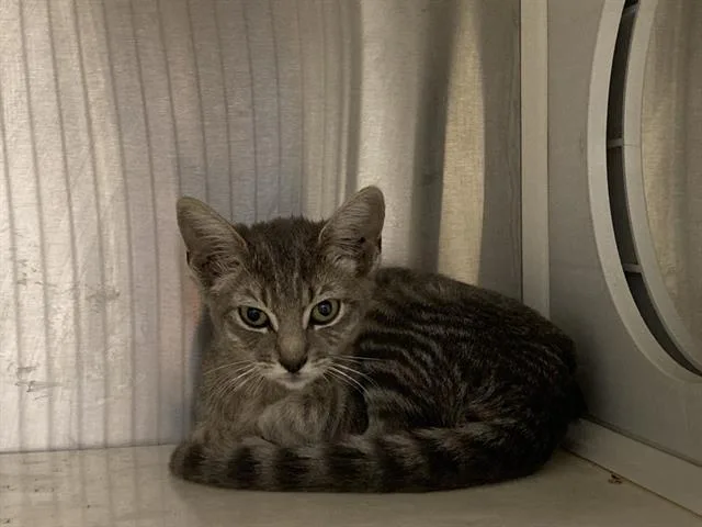 A baby small-sized female Domestic Short Hair cat named Merryweather for adoption in Tustin, CA
