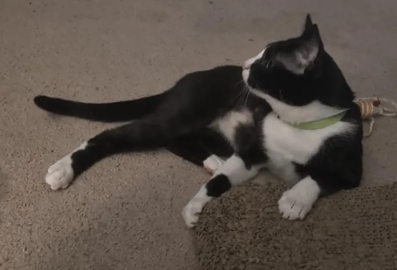 An adult large-sized male Domestic Short Hair cat named Richard for adoption in Troy, MI