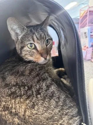 An adult medium-sized male Domestic Short Hair cat named Frank Sintra for adoption in West Chester, PA