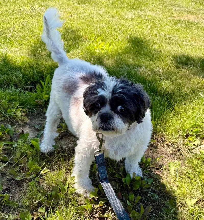 A senior small-sized male Shih Tzu dog named Max for adoption in Columbia, IL