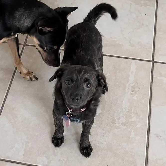 A baby small-sized female Black Terrier dog named Becky for adoption in Tampa, FL