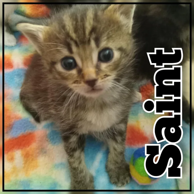 A baby small-sized male Domestic Short Hair cat named Dylan Saint for adoption in Hopkinsville, KY