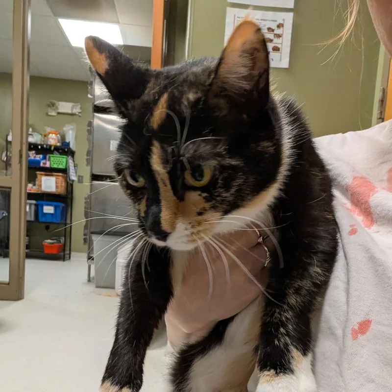 An adult large-sized female Calico Domestic Short Hair cat named Ethelreda Easter Malte for adoption in Baltimore, MD