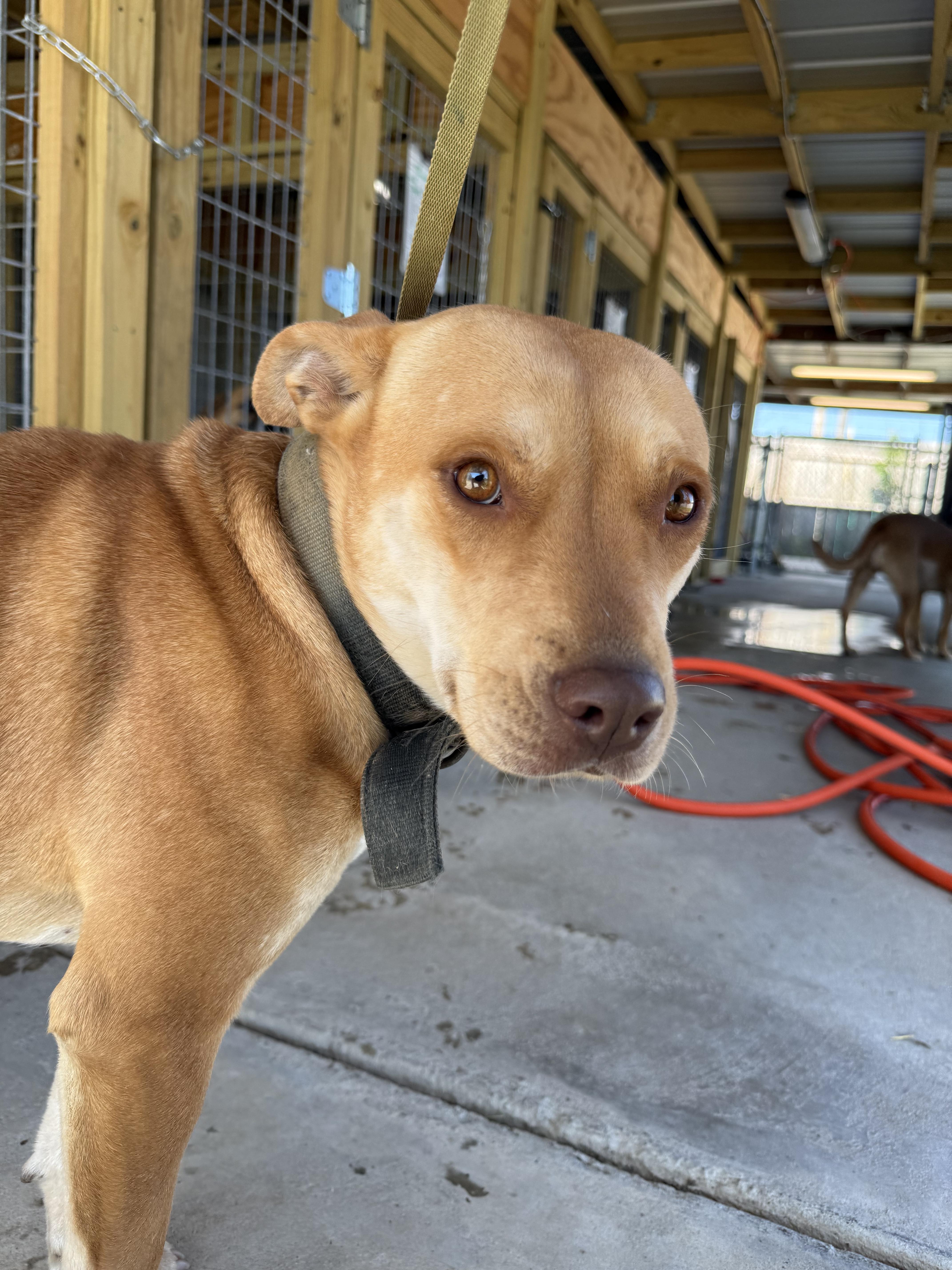 A young medium-sized female Yellow / Tan / Blond / Fawn Labrador Retriever dog named Lucy for adoption in Lewisburg, TN