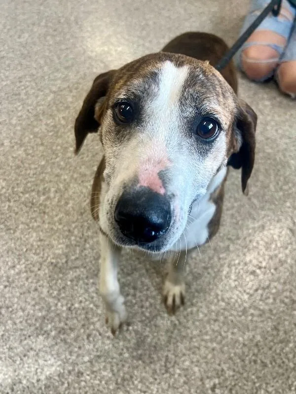 An adult large-sized female Brindle Hound dog named Twix for adoption in Georgetown, OH