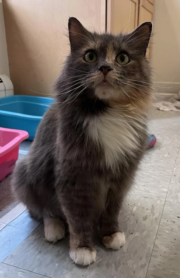 A young small-sized female Domestic Long Hair cat named Bombastic for adoption in Stratham, NH