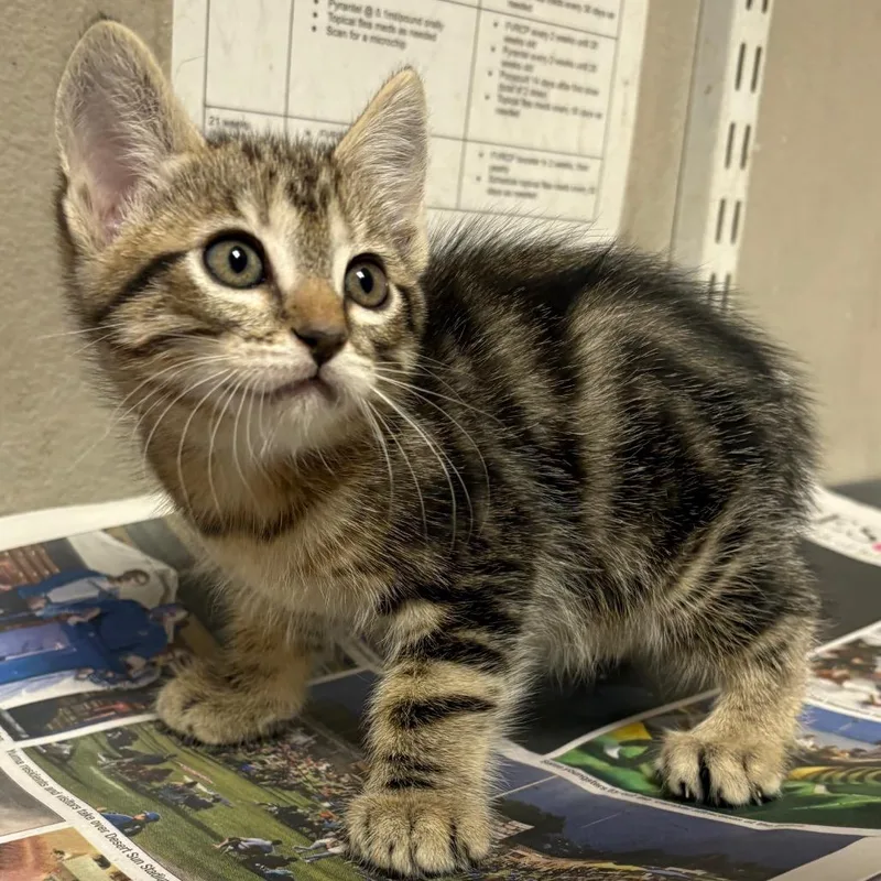 A baby small-sized female Black Domestic Short Hair cat named Rosebud for adoption in Yuma, AZ
