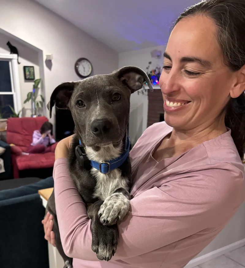A baby medium-sized female Black Australian Cattle Dog / Blue Heeler named Spirit Success  Local for adoption in Andover, MA