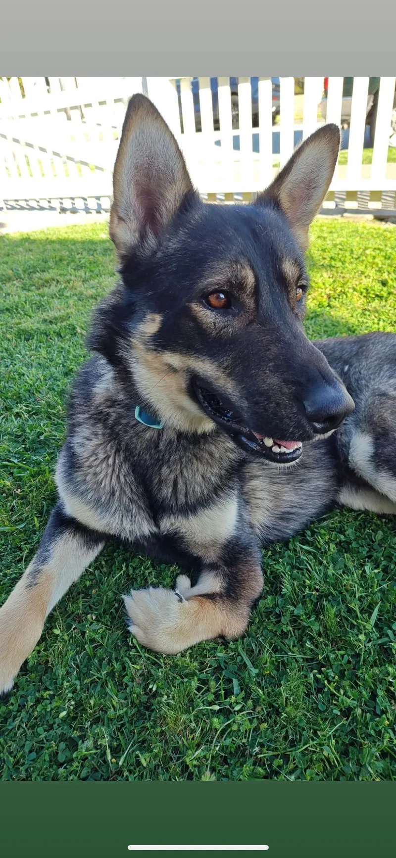 A young medium-sized male Sable German Shepherd Dog dog named Tahoe for adoption in Hayward, CA