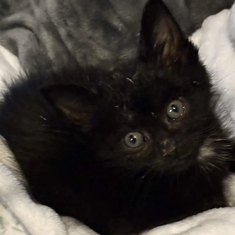 A baby small-sized male Domestic Short Hair cat named Shy Guy Falls for adoption in Delaware, OH