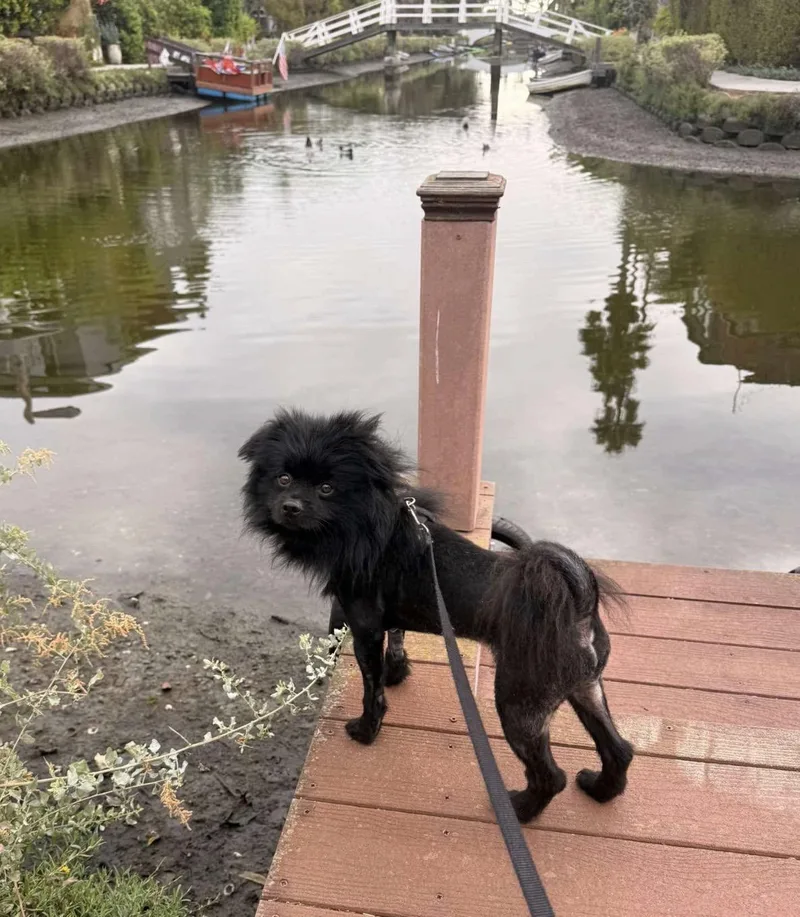 A young small-sized male Pomeranian dog named Bobo for adoption in Upland, CA