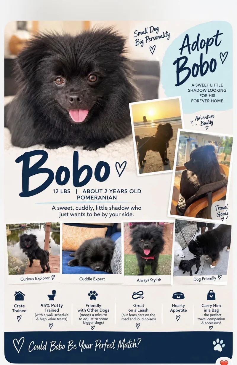 Bobo thumbnail 4