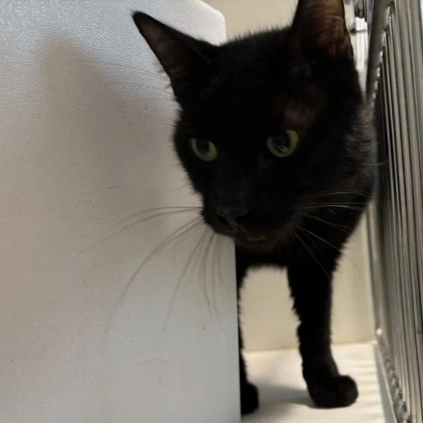 An adult small-sized male Domestic Short Hair cat named Dr. FrankNFuter for adoption in Des Moines, IA
