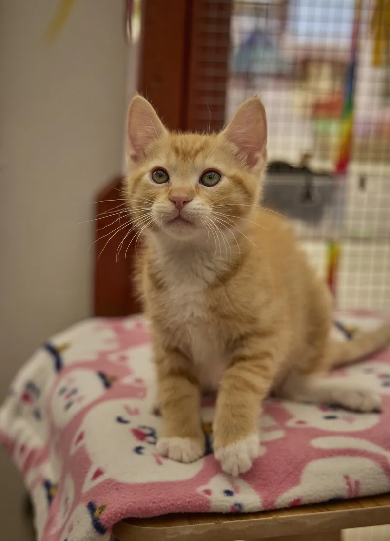 A baby medium-sized male Domestic Short Hair cat named Jet for adoption in Santa Barbara, CA