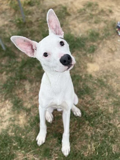 A young medium-sized male Mixed Breed dog named Antz for adoption in Memphis, TN