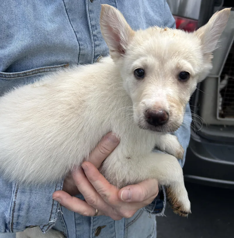 A baby large-sized female White / Cream German Shepherd Dog dog named Prada for adoption in Pottsville, PA