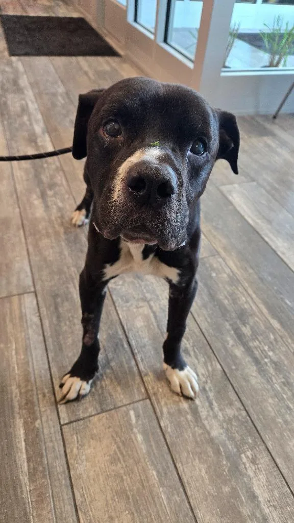 A senior large-sized male Pit Bull Terrier dog named Darius Yrly for adoption in Sidney, OH