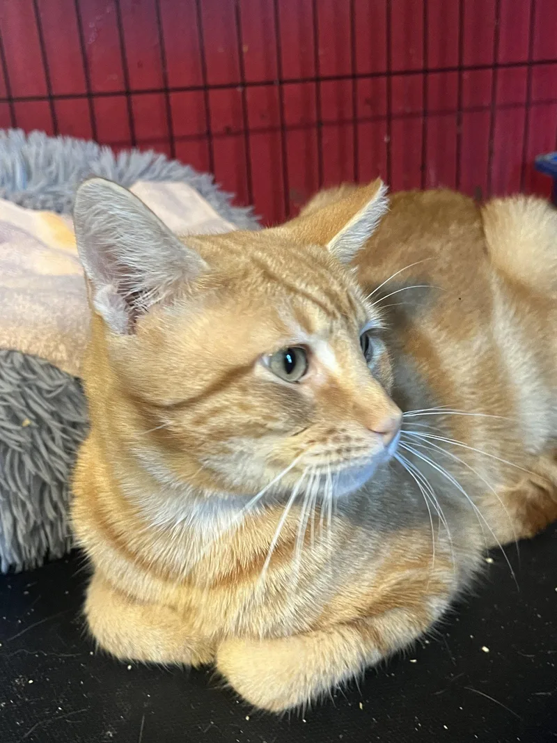 An adult medium-sized male Orange / Red Domestic Short Hair cat named Oliver for adoption in Broomall, PA