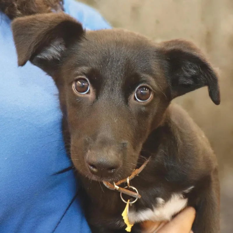 A baby medium-sized male Australian Kelpie dog named AK Richard for adoption in Port Washington, NY