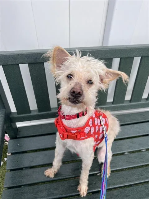 An adult small-sized male Maltese dog named Rocky for adoption in Centerville, MA
