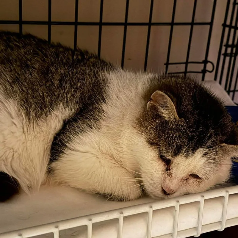 An adult small-sized female White Domestic Short Hair cat named Aura Lichens for adoption in Woodstock, VA