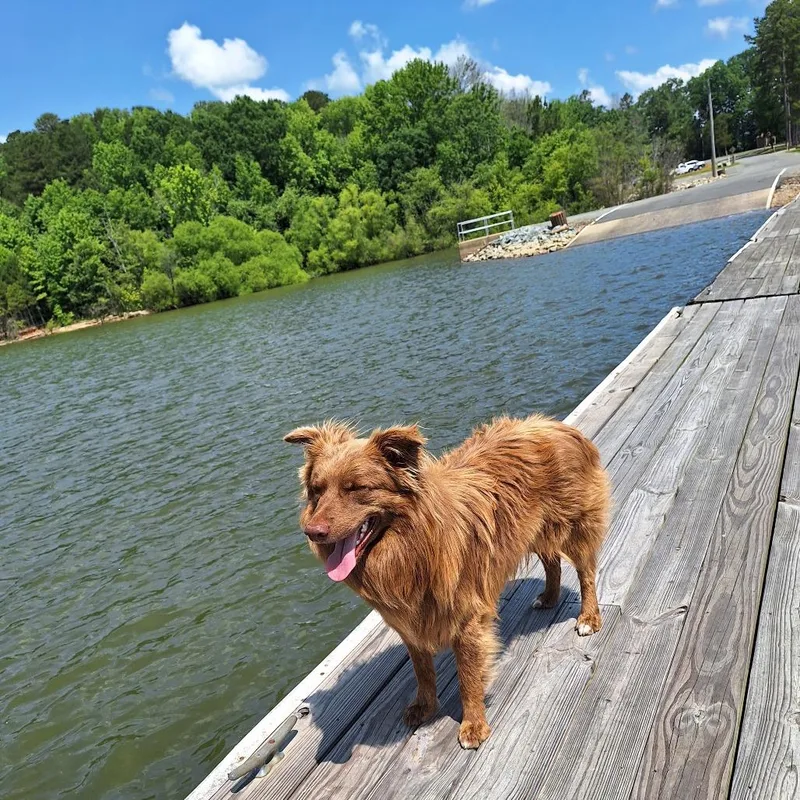 An adult small-sized male Red / Chestnut / Orange Australian Shepherd dog named Toby for adoption in Lynchburg, VA