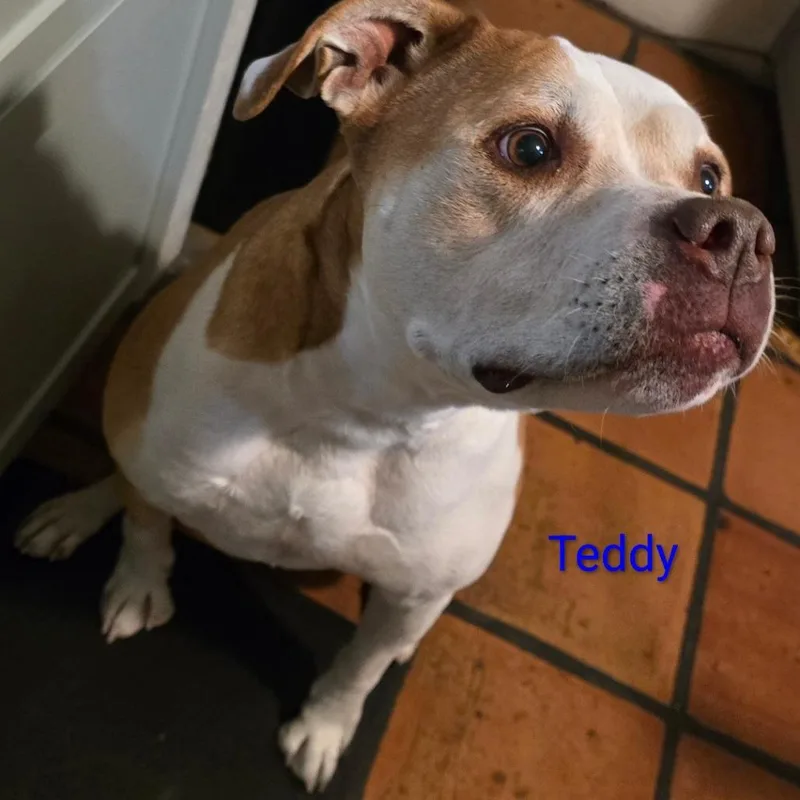 An adult small-sized male Yellow / Tan / Blond / Fawn Pit Bull Terrier dog named Teddy for adoption in North Las Vegas, NV