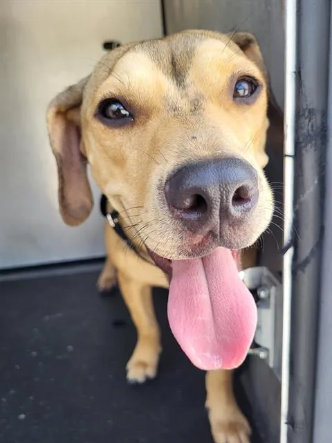 A young medium-sized female Terrier dog named A for adoption in San Antonio, TX