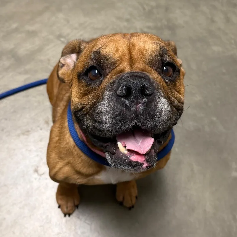 An adult medium-sized female Mixed Breed dog named Dottie for adoption in DeKalb, IL