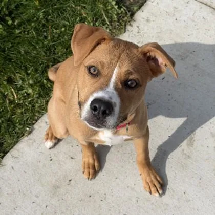A baby large-sized male Pit Bull Terrier dog named Gary for adoption in Wheaton, IL