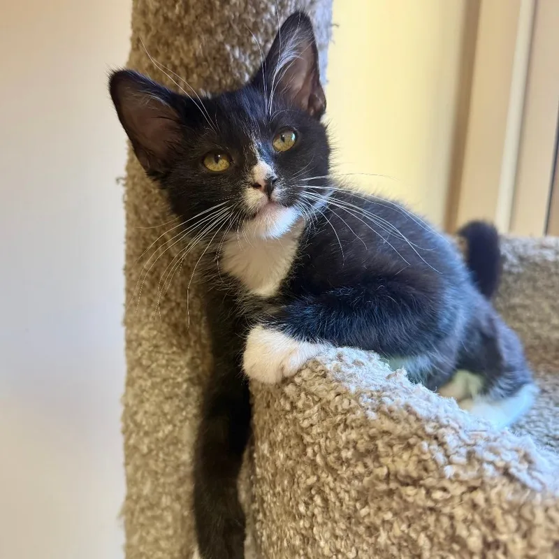 A baby small-sized female Black Domestic Short Hair cat named Miso for adoption in Agoura Hills, CA