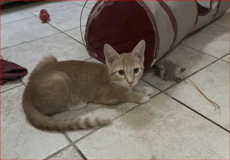 A baby small-sized male Orange & White Tabby cat named Sean for adoption in Orlando, FL