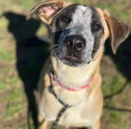 A young medium-sized female Cattle Dog dog named Banette for adoption in Hobart, IN