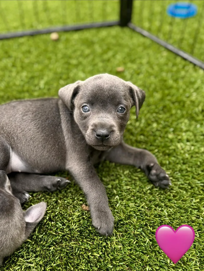 A baby medium-sized female Labrador Retriever dog named Astrid for adoption in Mount Juliet, TN