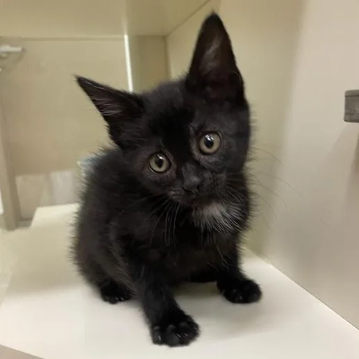 A baby medium-sized female Black Domestic Short Hair cat named Smudge for adoption in Prince Frederick, MD