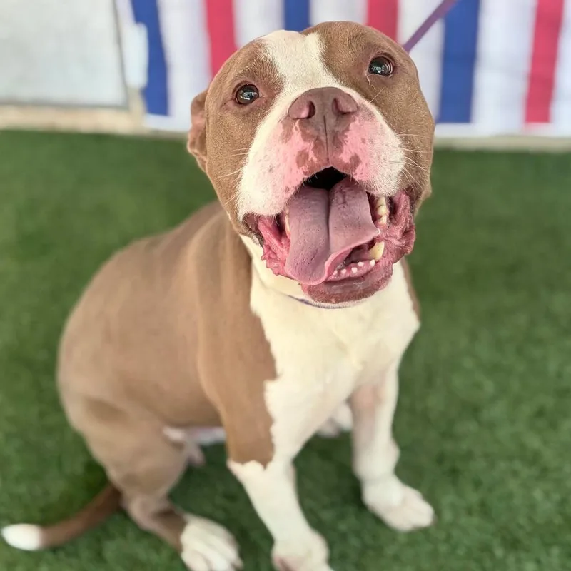 An adult medium-sized male Brown / Chocolate American Staffordshire Terrier dog named Herman for adoption in Long Island City, NY