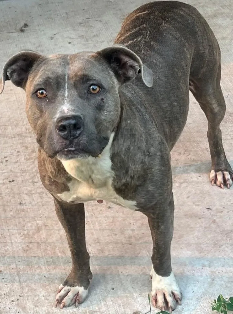 A young medium-sized female Pit Bull Terrier dog named Vada for adoption in Ferndale, NY