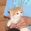 A baby small-sized male Buff / Tan / Fawn Domestic Short Hair cat named Chester for adoption in Winchester, VA