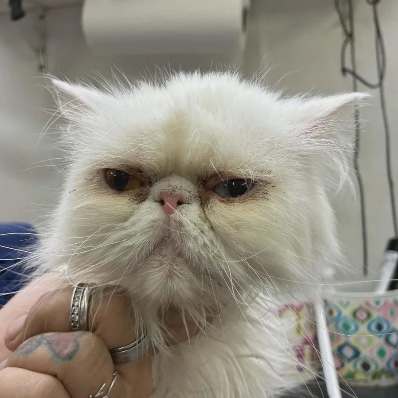 An adult small-sized female White Persian cat named Cotton for adoption in Pasadena , MD