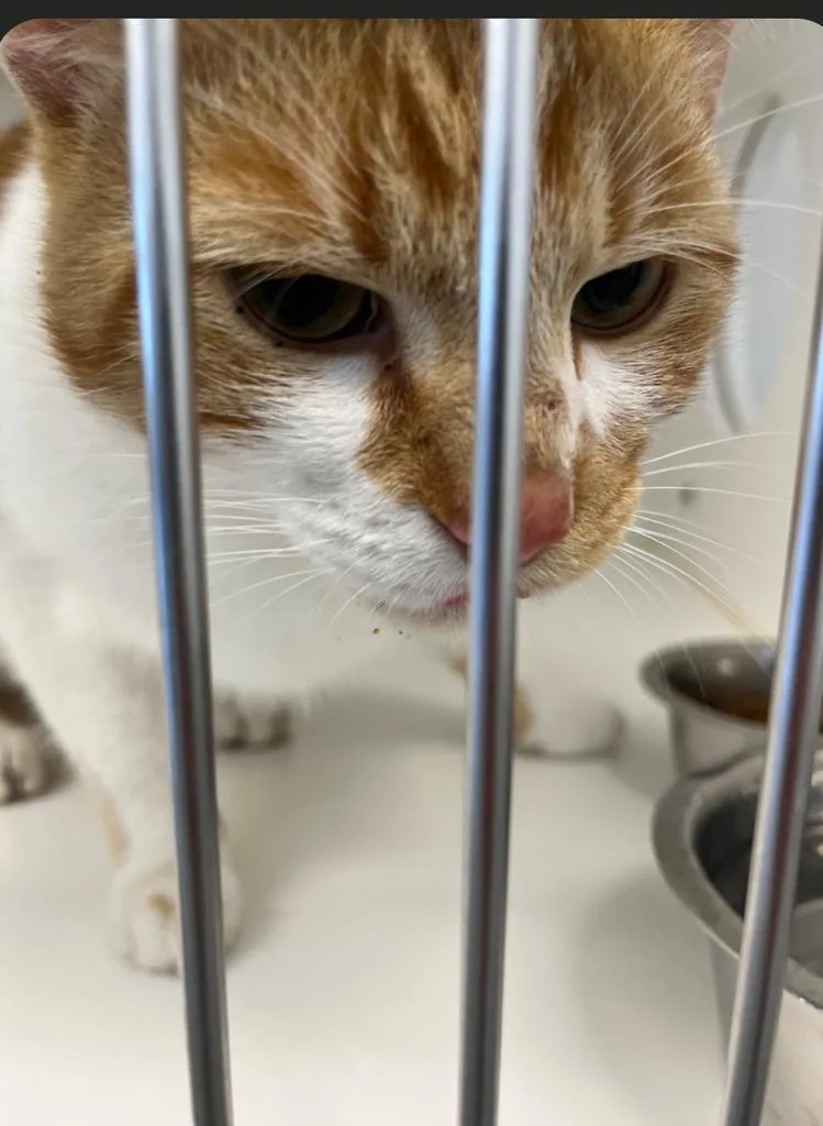 An adult large-sized male American Shorthair cat named Pip for adoption in Greenfield, IN
