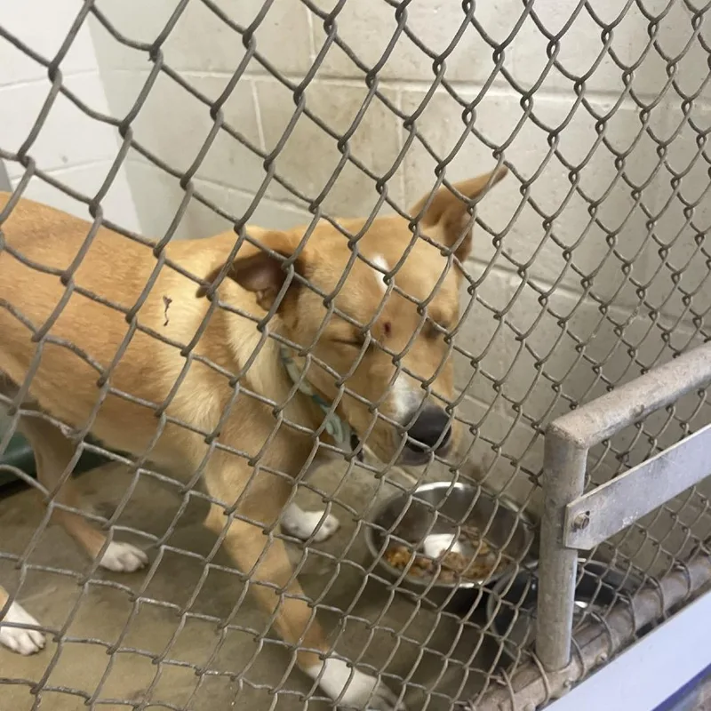 An adult medium-sized male Yellow / Tan / Blond / Fawn Carolina Dog dog named Yoshi for adoption in Albert Lea, MN