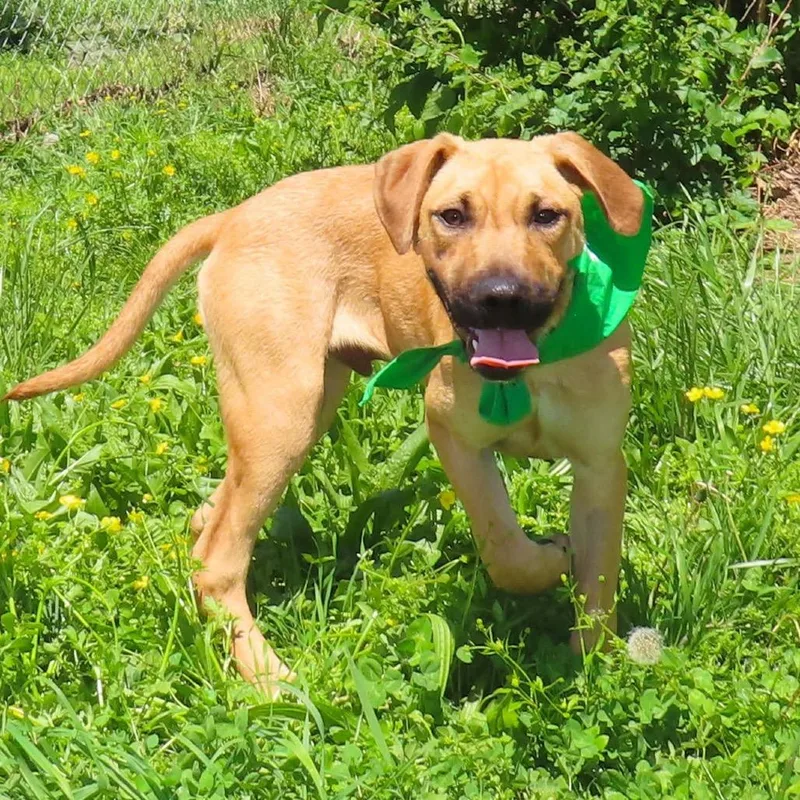 A young medium-sized male Yellow / Tan / Blond / Fawn Black Mouth Cur dog named Abner for adoption in Wadena, MN