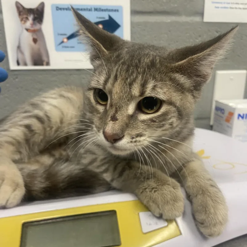 A young small-sized female Domestic Short Hair cat named Samara for adoption in Allentown, PA