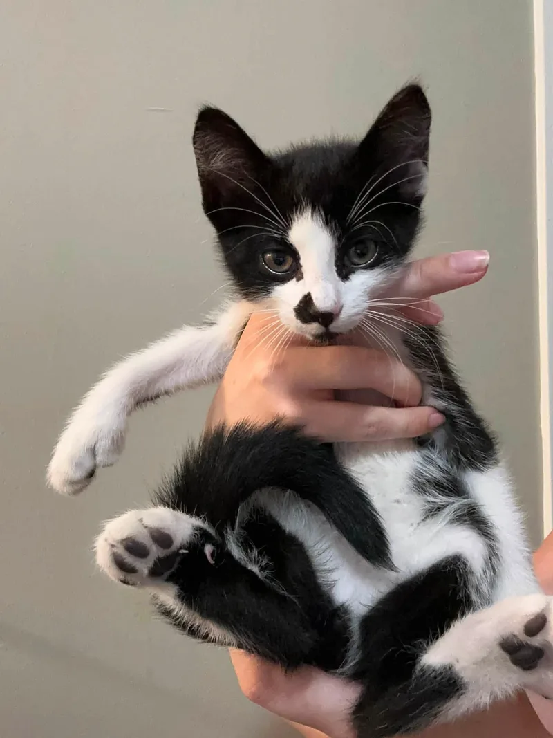 A baby small-sized male Domestic Short Hair cat named Jasper for adoption in Enfield, CT