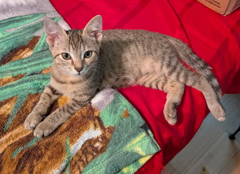 A baby medium-sized female Torbie cat named Katana for adoption in MONTGOMERY, TX