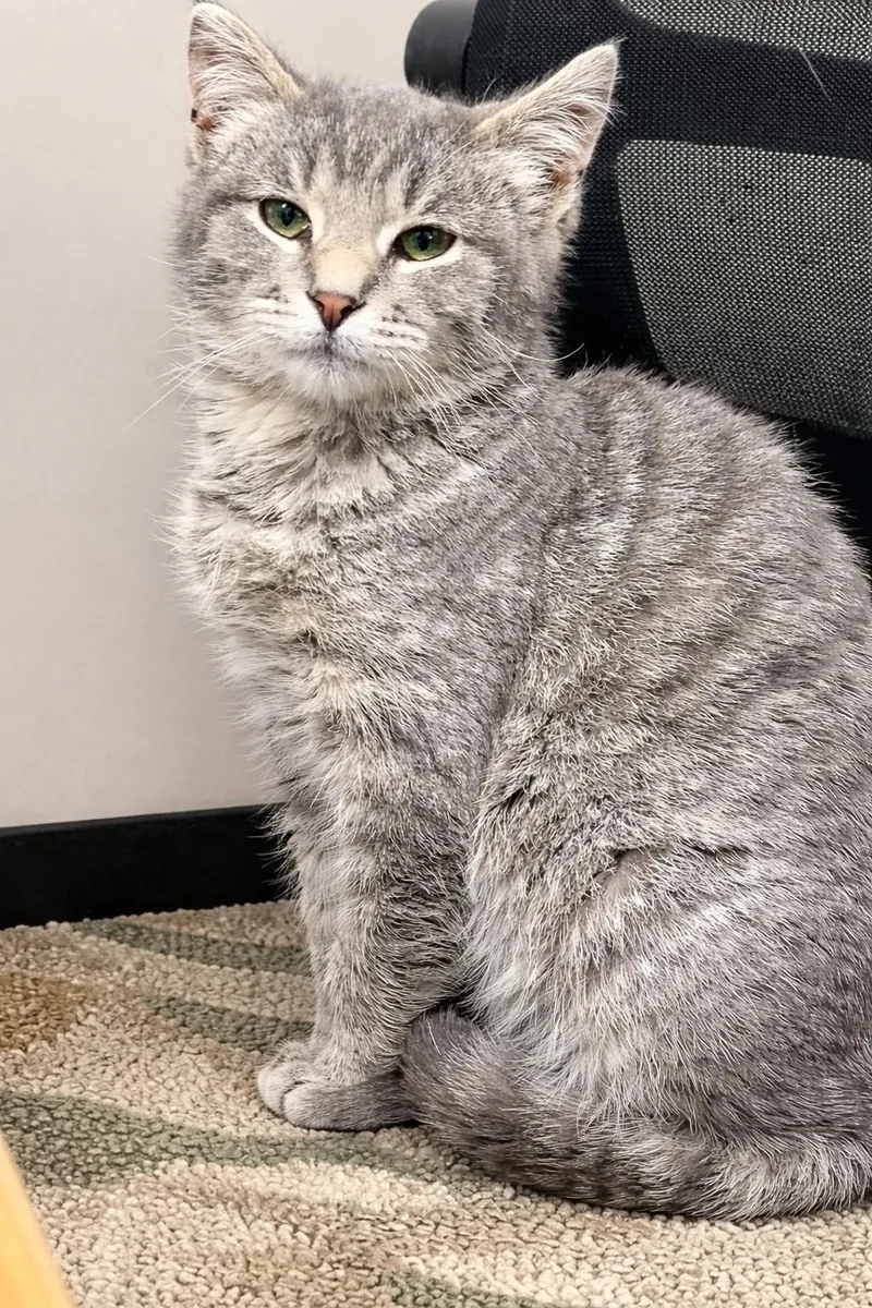 A young medium-sized female Tabby (Gray / Blue / Silver) Domestic Short Hair cat named Kai for adoption in Jamestown, ND